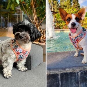Small Dog Floral Harness